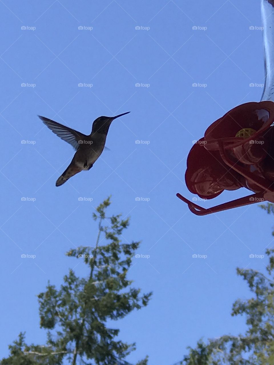 Hummingbird approaching a bird feeder 