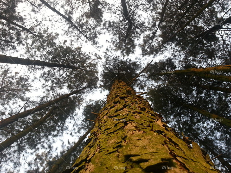 pine tree forrest. now you see the height of the trees