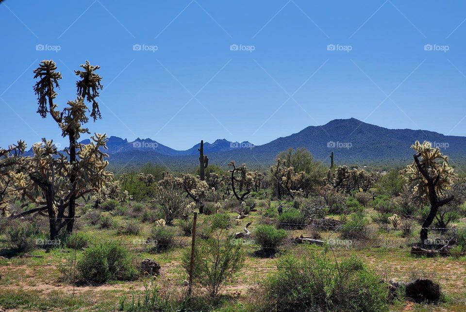 Sonoran Desert in Arizona