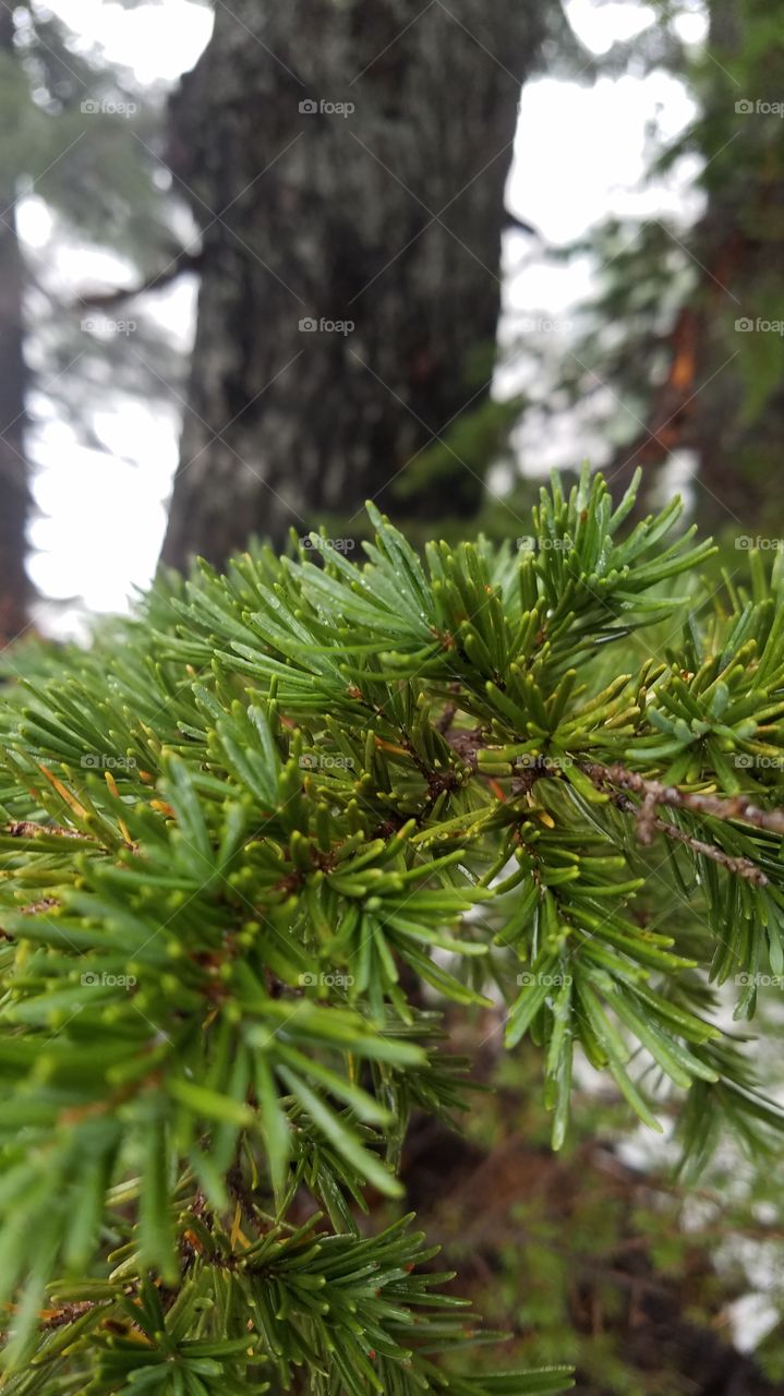 Tree, No Person, Evergreen, Nature, Needle