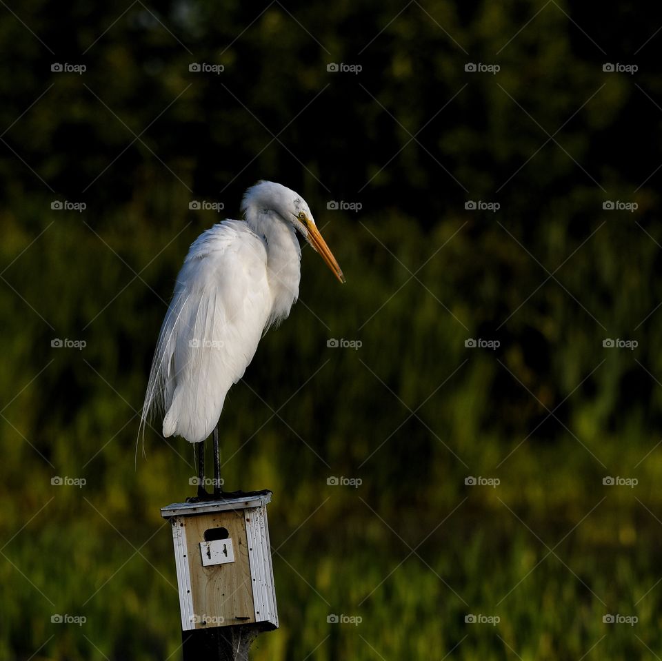 Great Egret