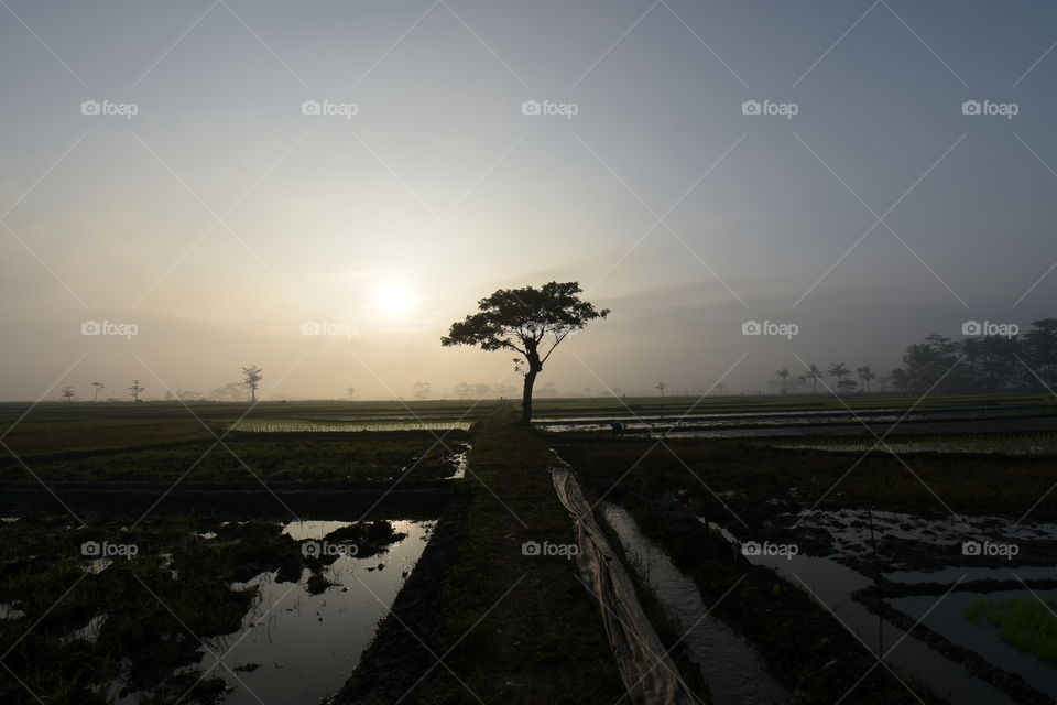 sunset at the green rice fields