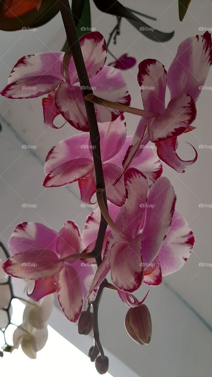 orquidea rajada rosas