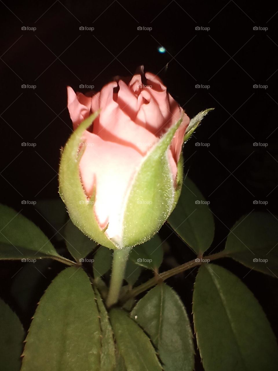 rose bud