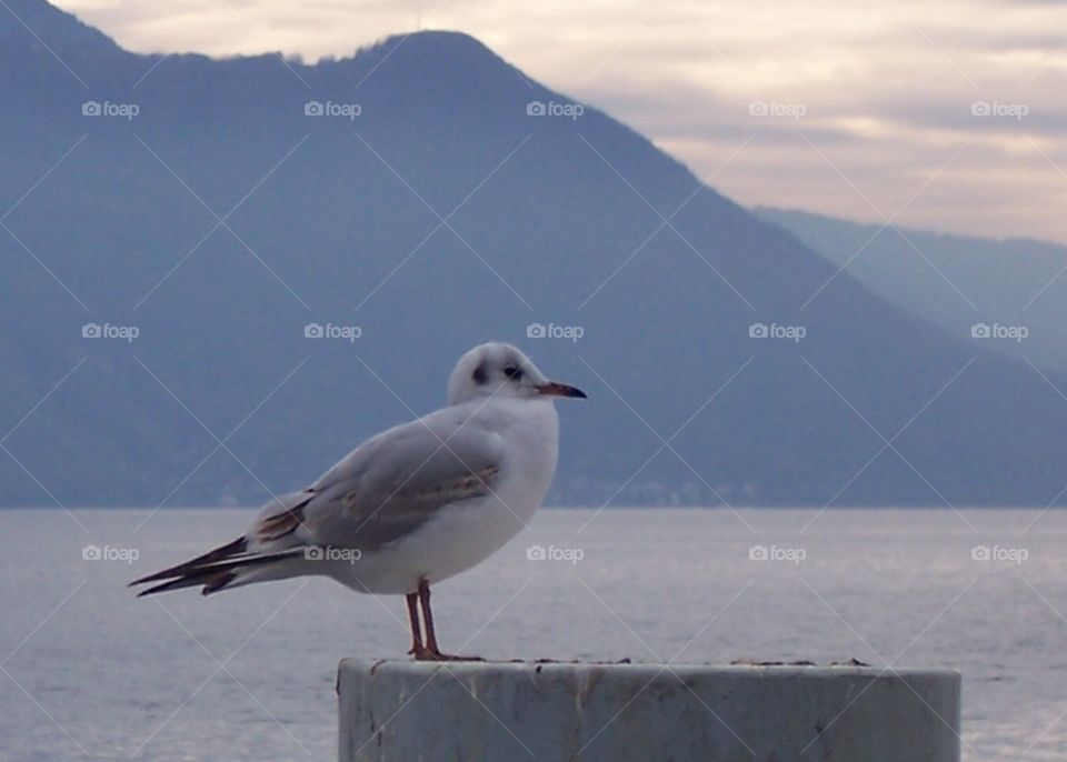 Gull in Lake Geneva