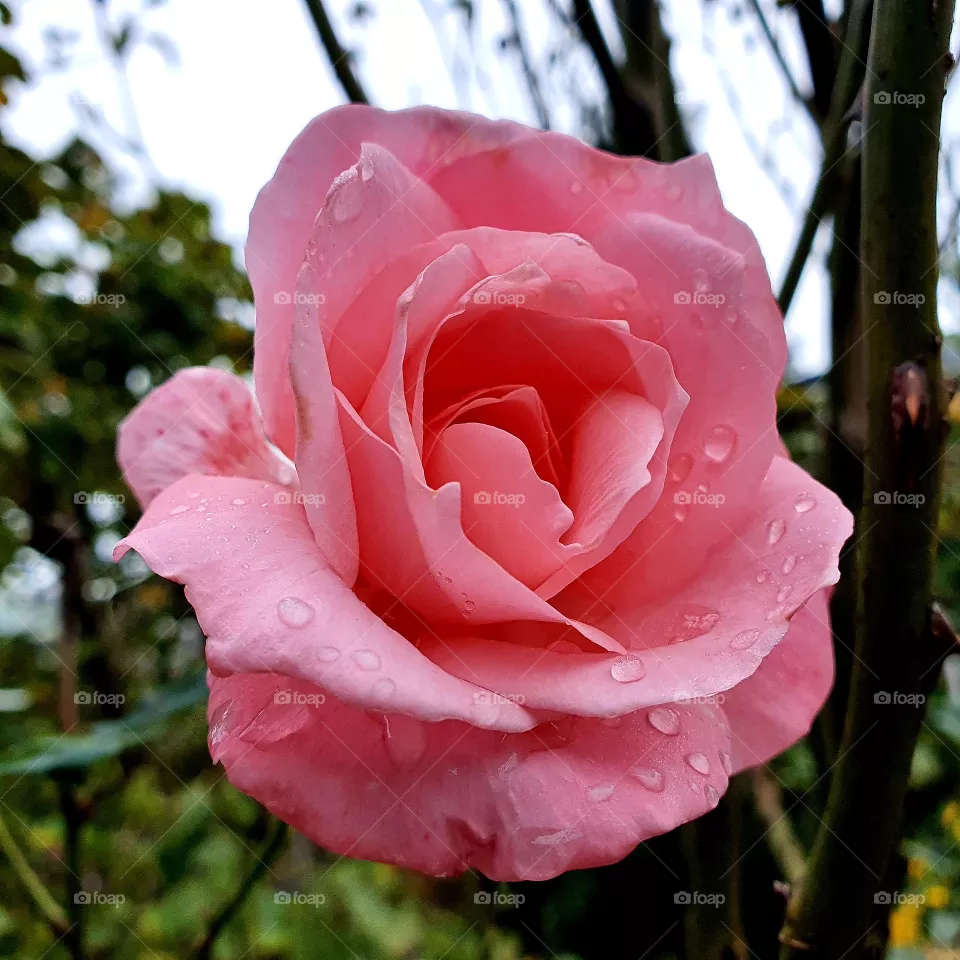 Beautiful pink rose in the backyard.