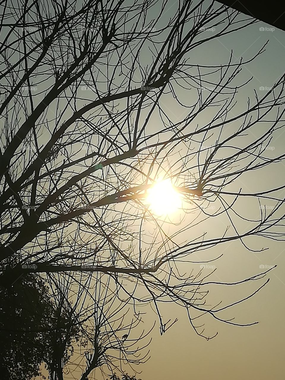 Today's  Sunlight Shine so Bright.
what a lovely day.