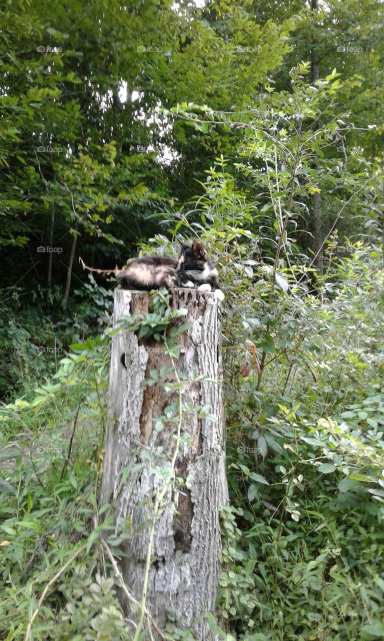 Cat on a stump