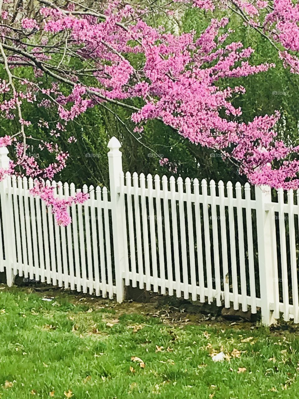Backyard blooming tree and traditional white picket fence.