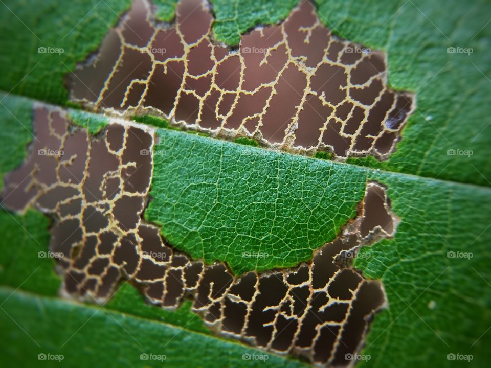 Leaf, Nature, Desktop, No Person, Flora