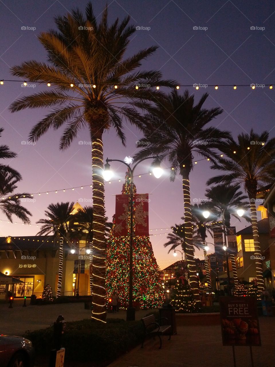 Palm trees decorated for Christmas