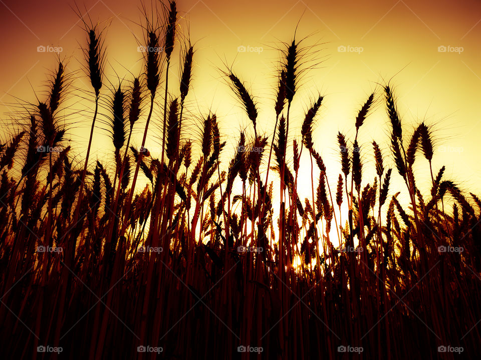 Low angle view of wheat growing on field against sky