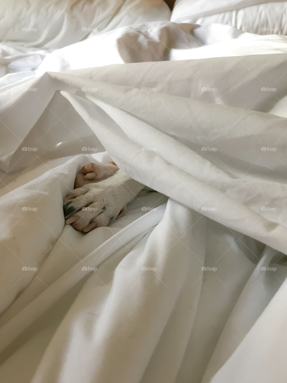 POV, form, texture,colour: My puppy’s mostly white paws are all that’s seen in the messed up white hotel sheets lit with rays of bright sunlight from the window. After all vacation is for pups too! 🐶