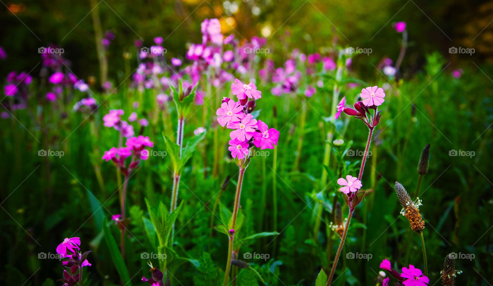 Flowers