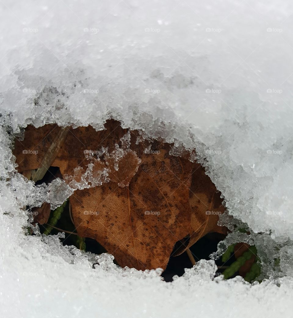 leaves in the snow
