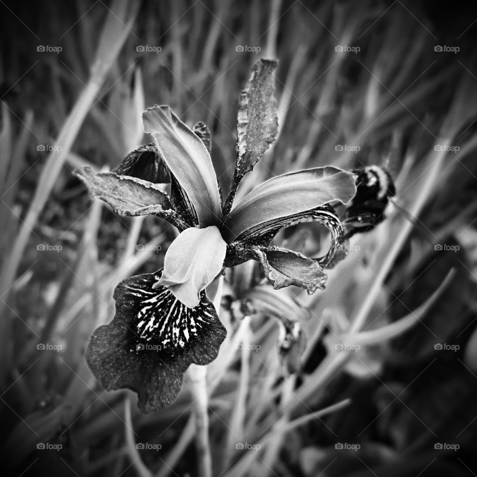 face the orchid . beautiful sight in black and white 
