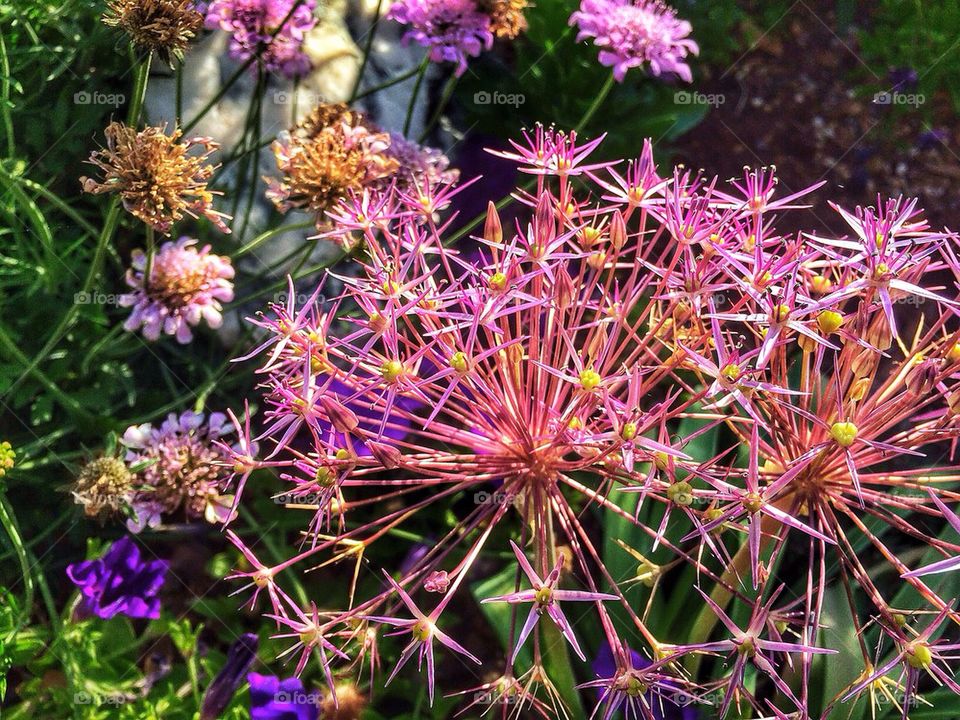 Flowers