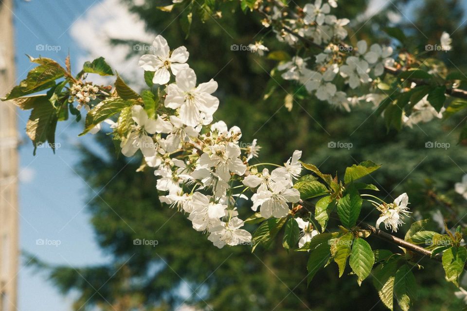 Branch of blooming white cherry blossoms with fresh green leaves against a bright spring sky. A peaceful and natural image capturing the essence of seasonal renewal and the beauty of nature in bloom.