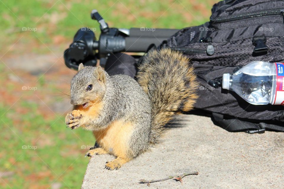 Squirrel getting up close and personal at the park.