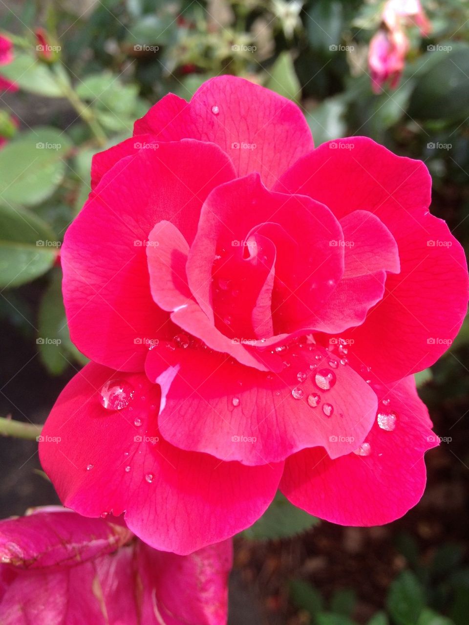 Mom's rose after the rain