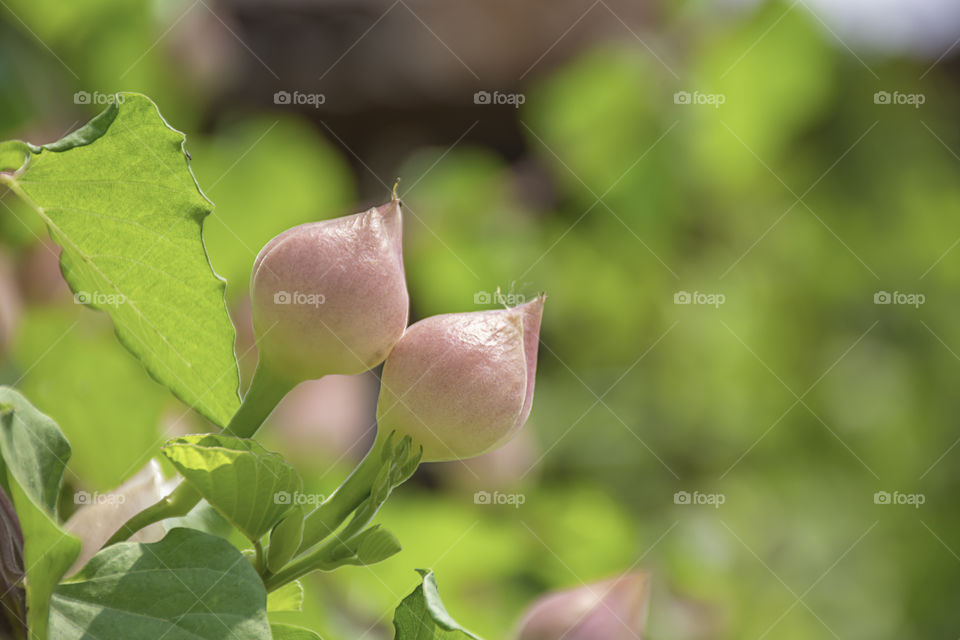 Pink flowers that are blooming Background blurred green leaves