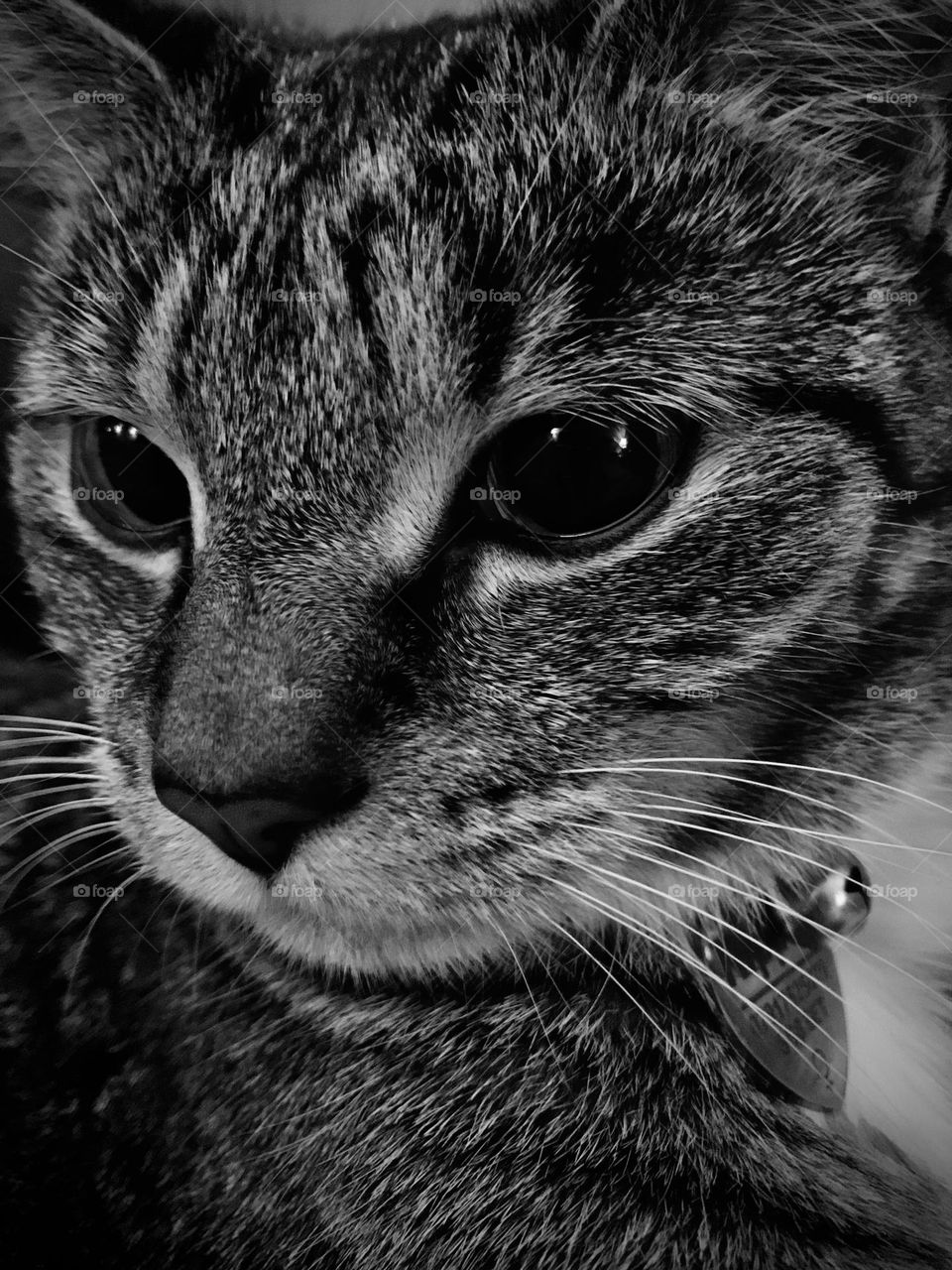 Close up of face of mackerel tabby cat. Full frame and in black and white. Facing camera