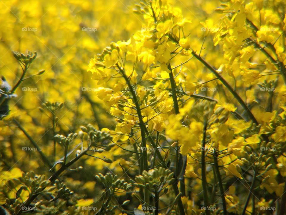 rapeseed field on a summer day