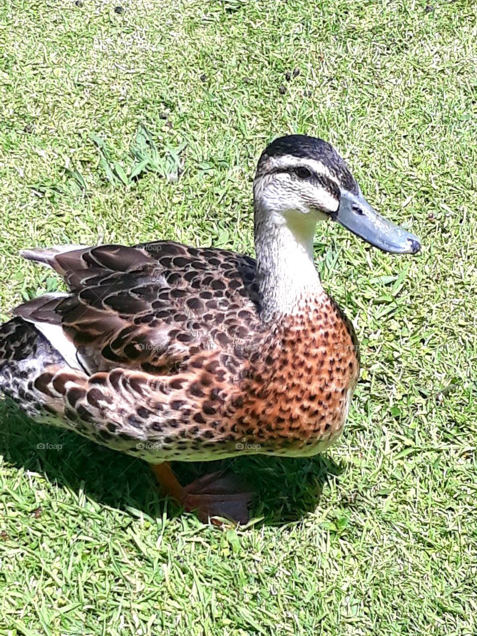 duck