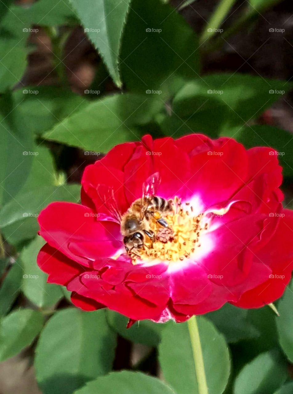 Red flower and bee