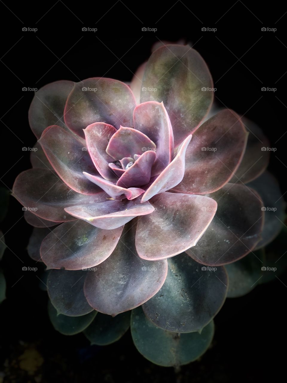 Stunning and Beautiful Botanical Art! Succulents, Canvas Art, Wall Art.