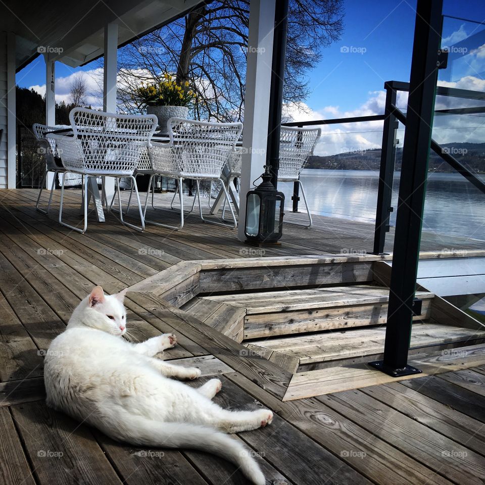 White cat lying on wood