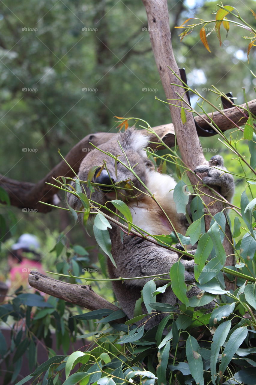 Koala happily munching on Eucalypt leaves