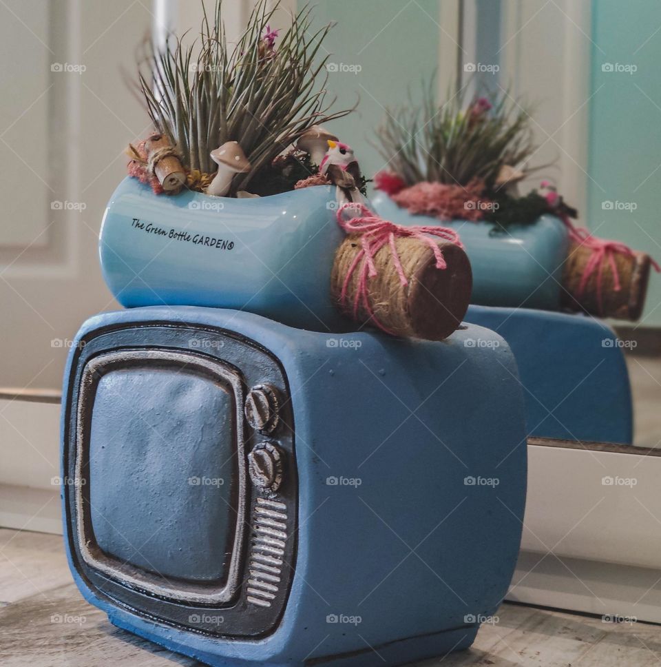 Blue Tv reflection with a plant