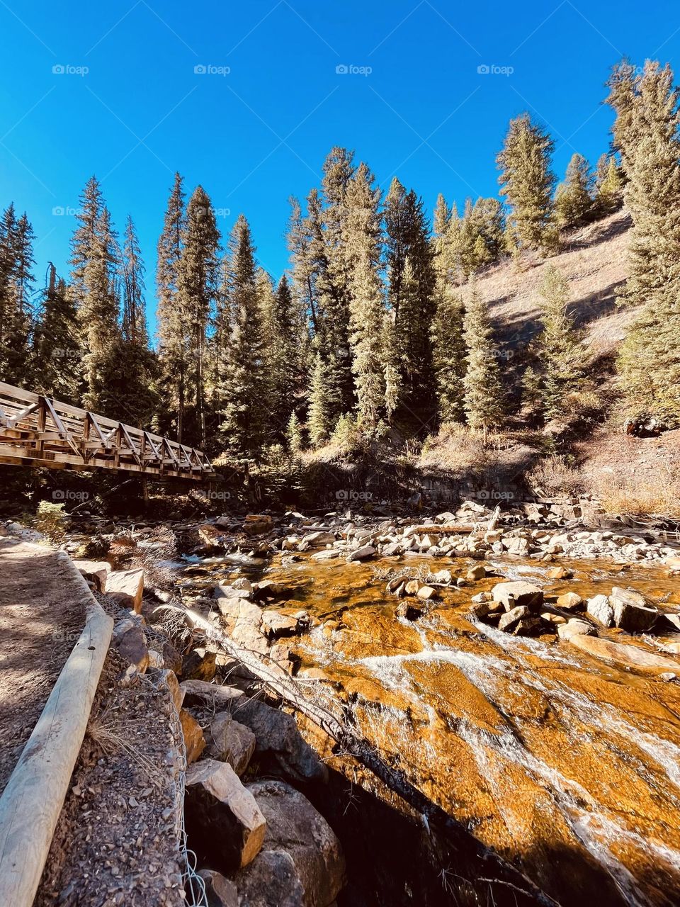 River bed of rocks surrounded by tall pine trees