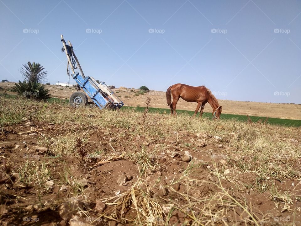 horse on countryside of morocco
