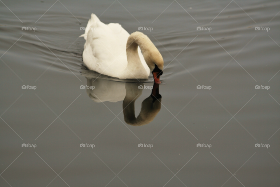 norway animal swan sea by nader_esk