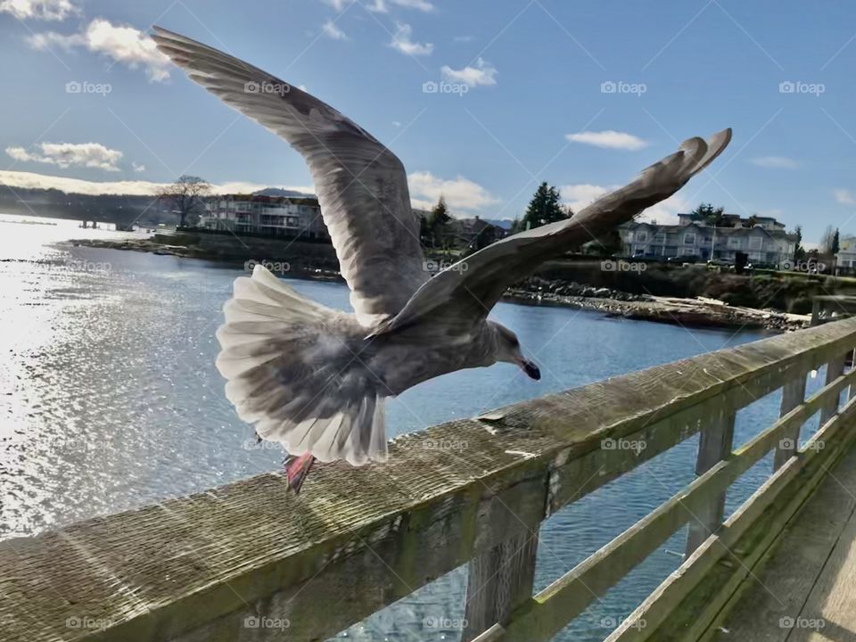 Seagull Takes Flight Sidney Harbour Pier 