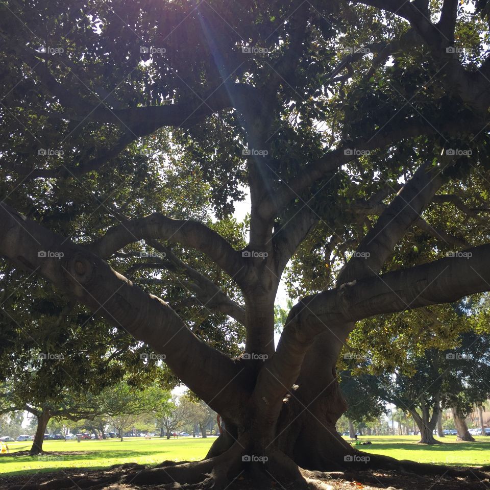 Sun rays through the tree