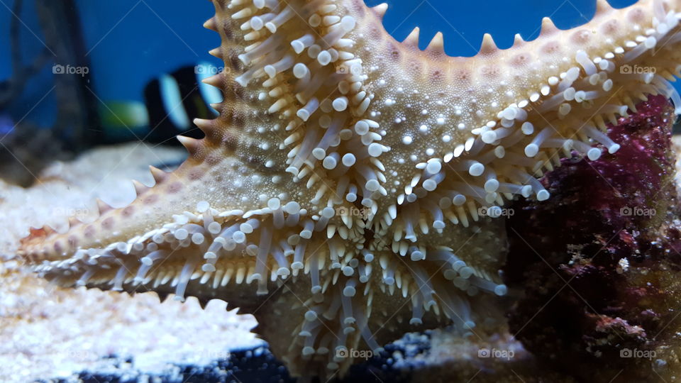 starfish close up