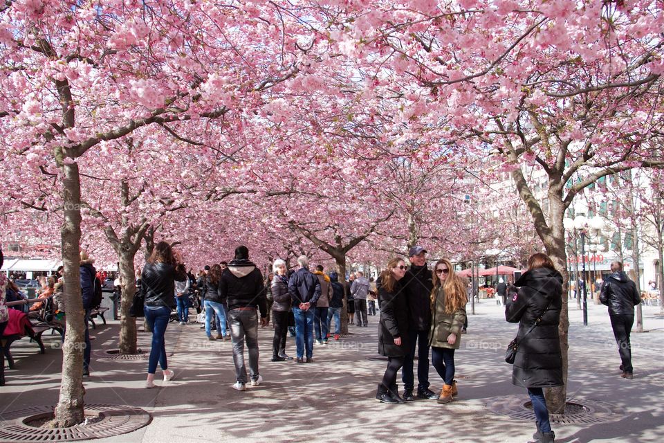 springtime in the Royal Garden, Stockholm, Sweden