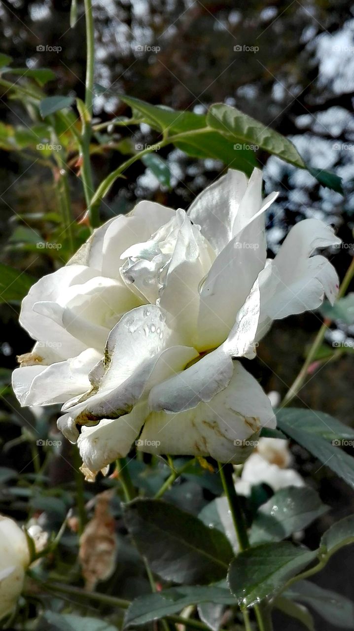 White rose.