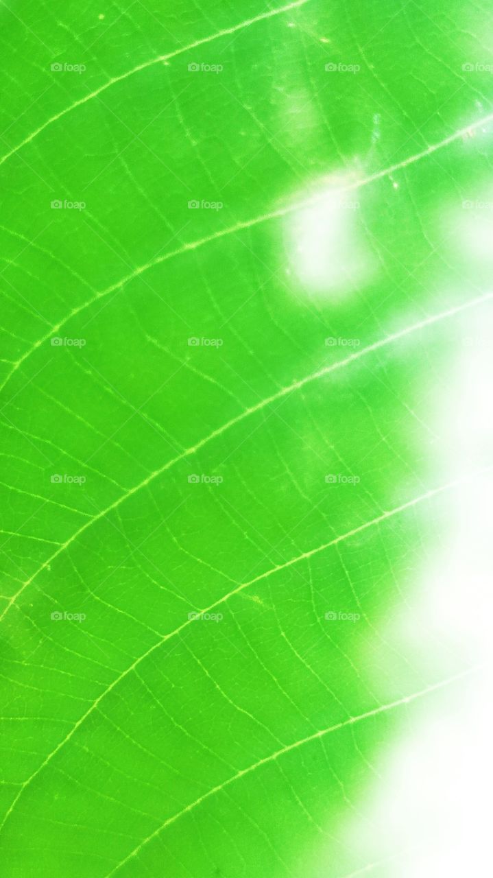 Leaf | green & white 