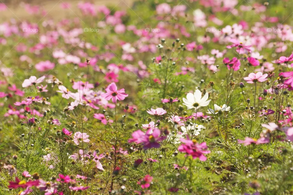 flowers