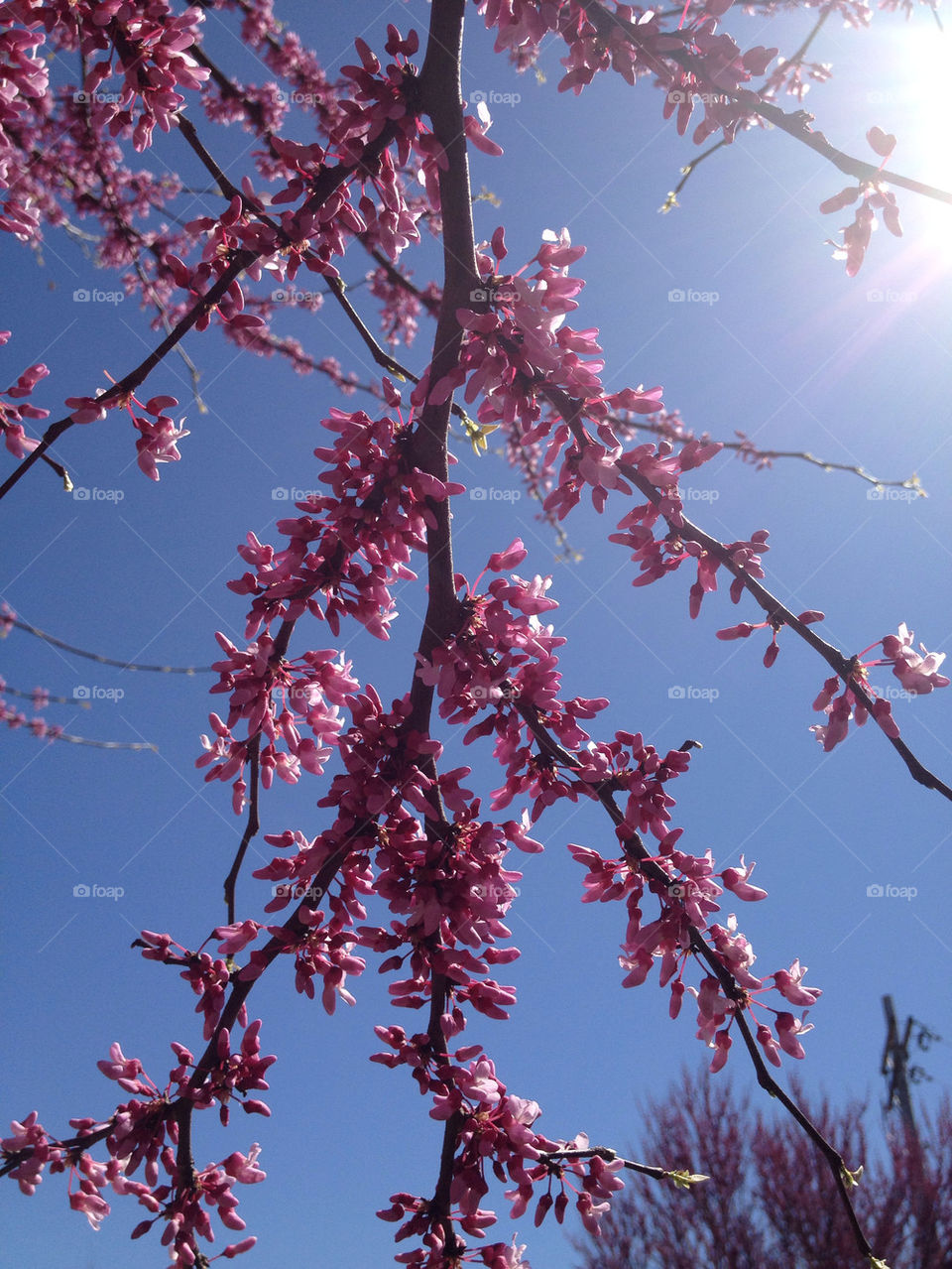 nature pink flower tree by jerseyjewels