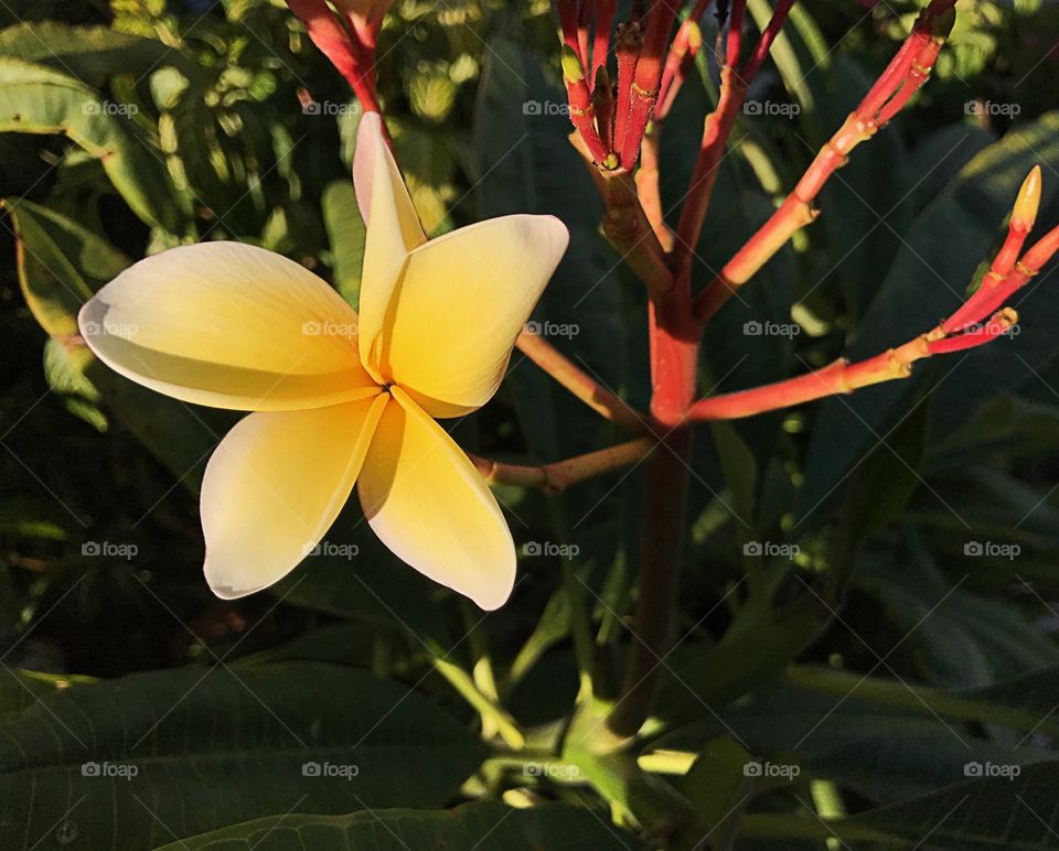 Yellow flower 