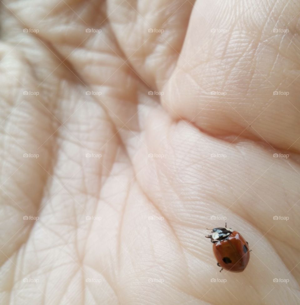 Ladybug, Insect, Beetle, No Person, Biology