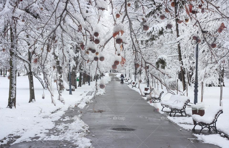 Winter beauty in the park