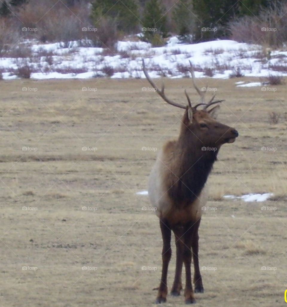 Elk