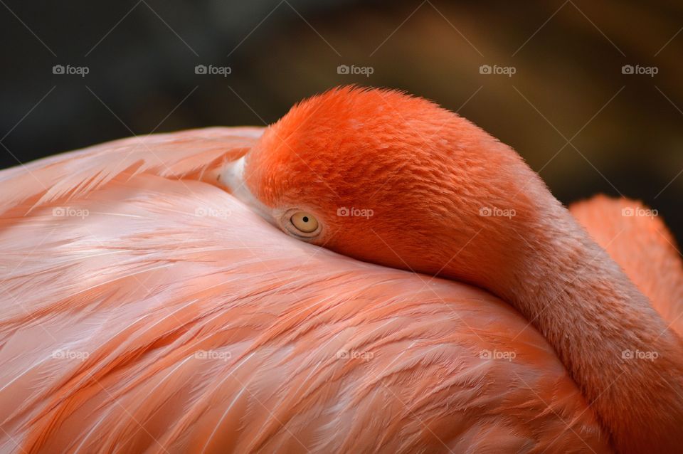 flamingo