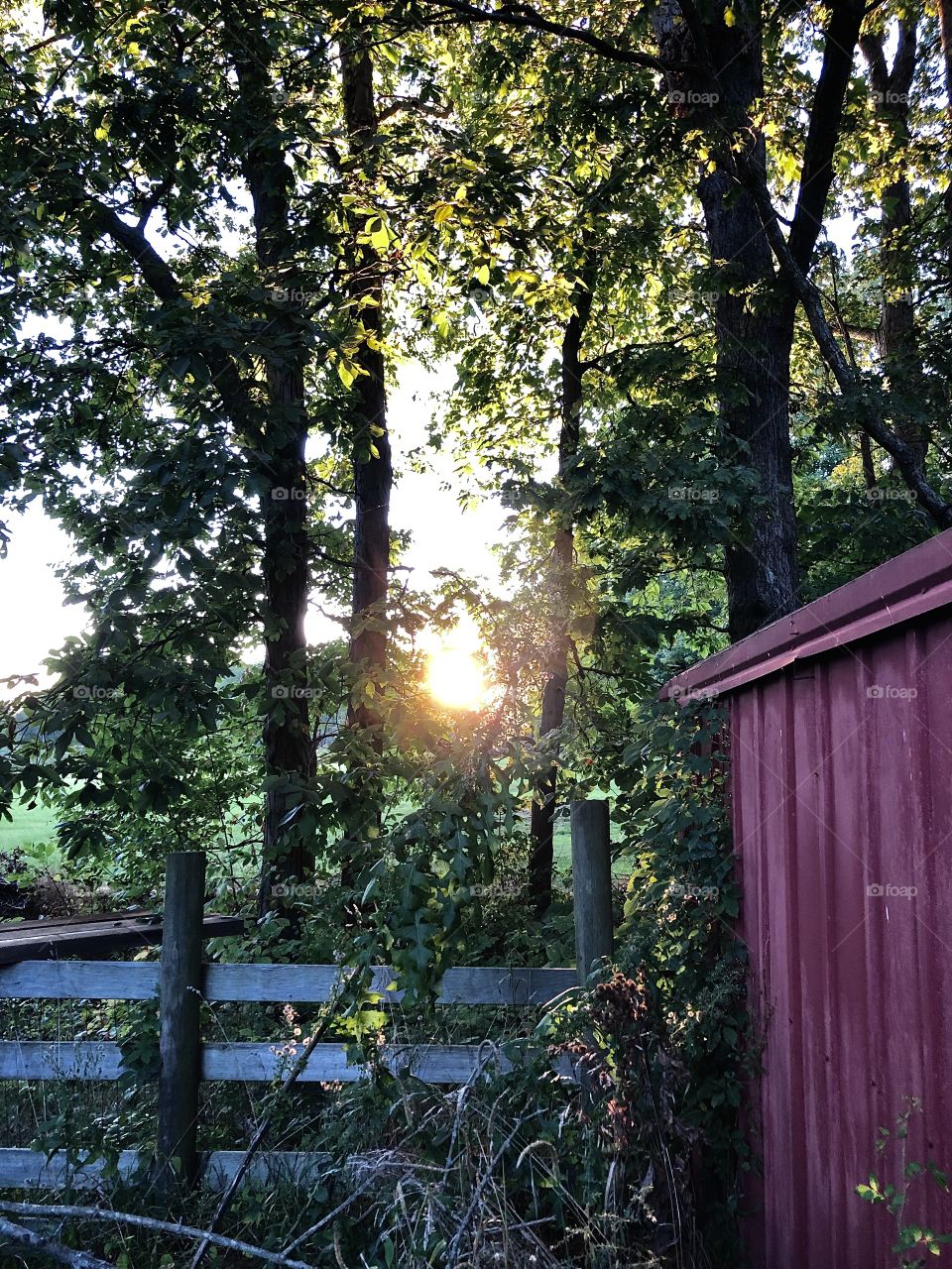 Sunset by the Red Shed